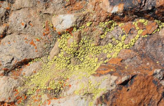 Image of cracked lichen