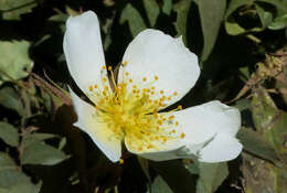 Image of Rosa abyssinica R. Br.