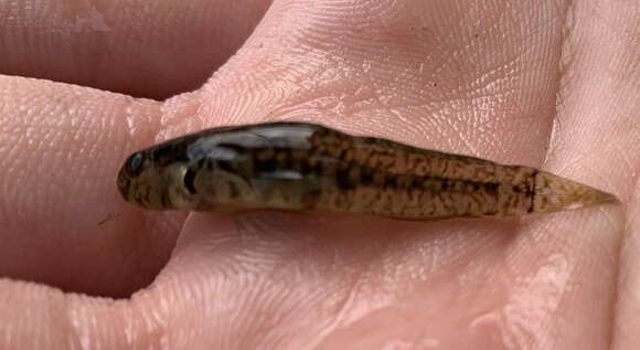 Image of Seaboard goby