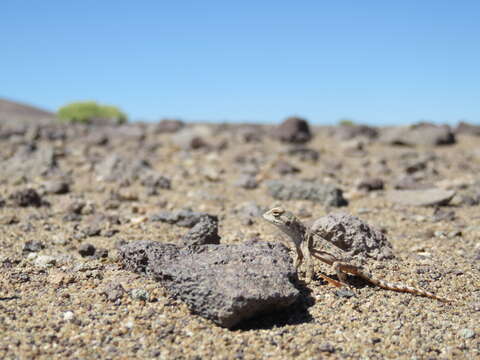 Image de Liolaemus audituvelatus (Núñez & Yáñez 1983)