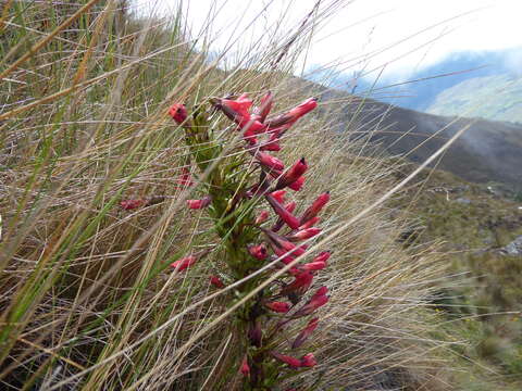 Image of Gentianella weberbaueri (Gilg) Fabris