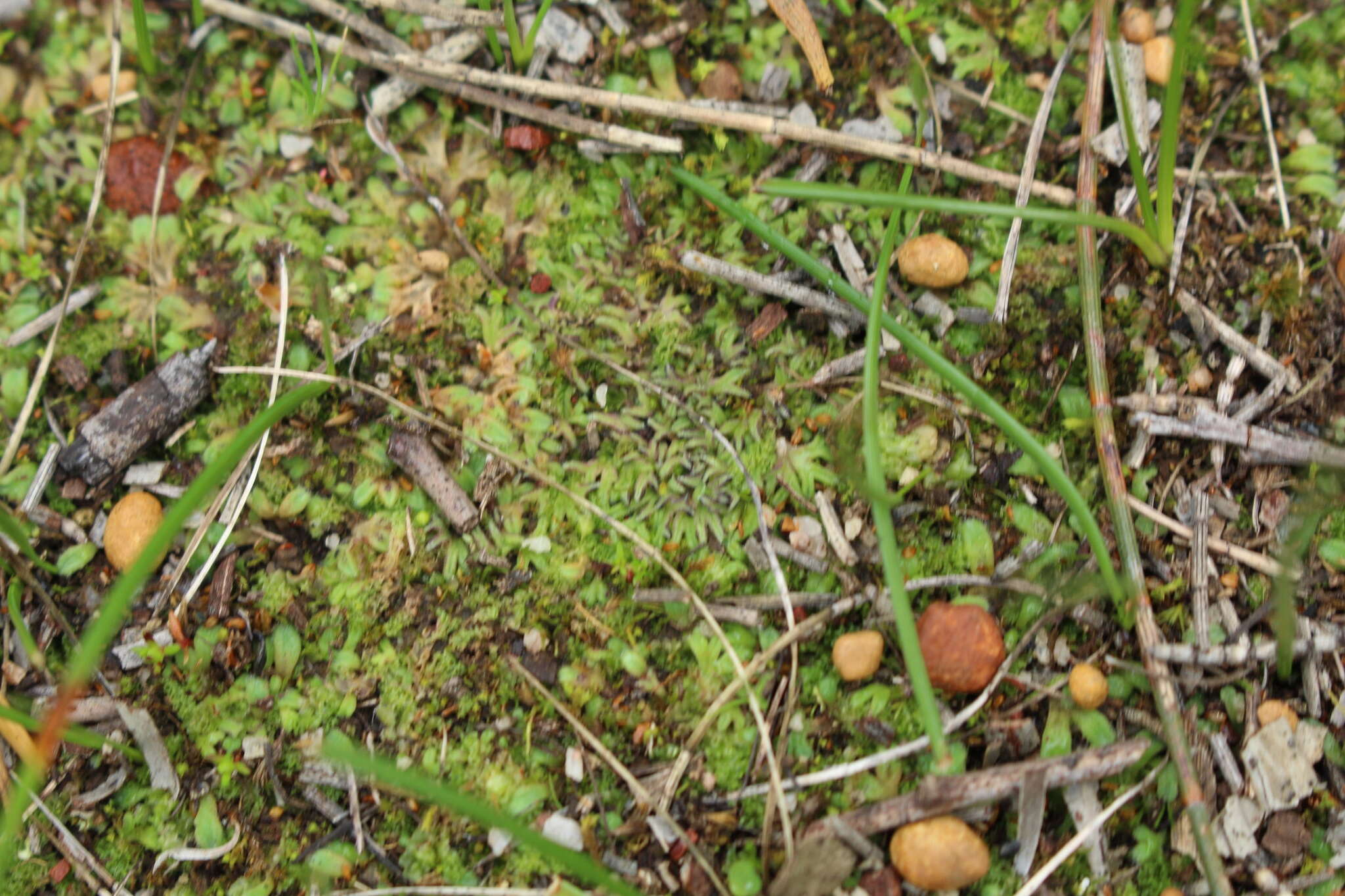 Image of Riccia sorocarpa Bisch.