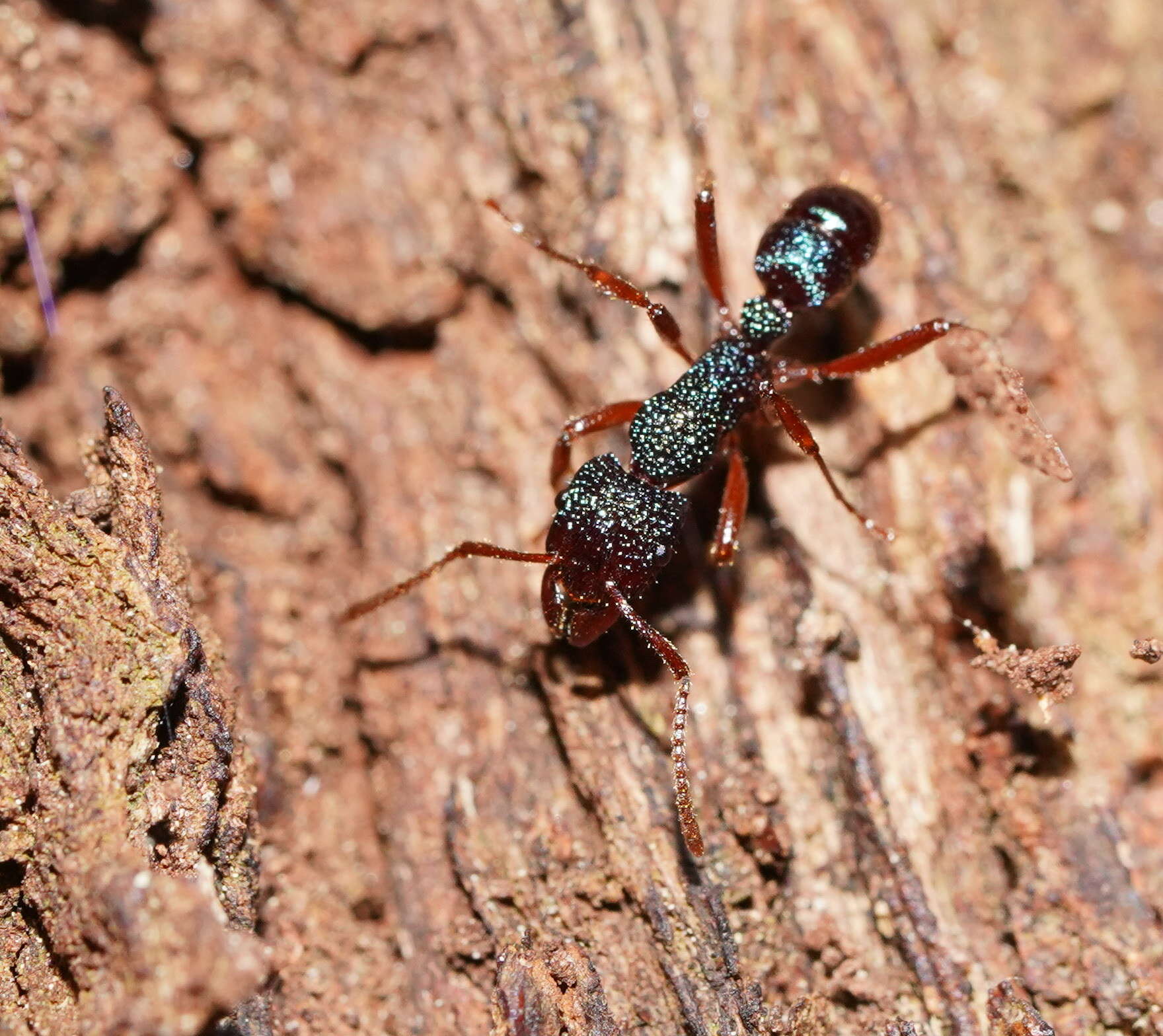 Image of Rhytidoponera aspera (Roger 1860)