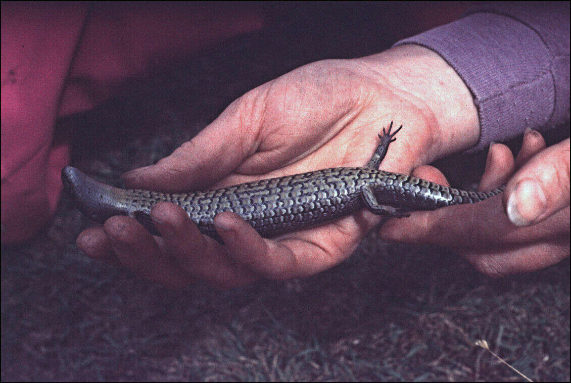 Image of She-oak Skink