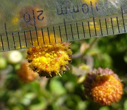 Image of Nidorella pinnatifida (Thunb.) J. C. Manning & Goldblatt