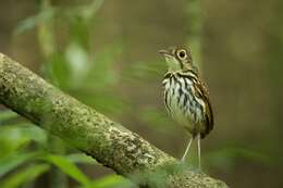 Image of Spectacled Antpitta