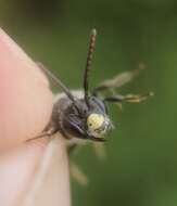 Image of Andrena brevipalpis Cockerell 1930