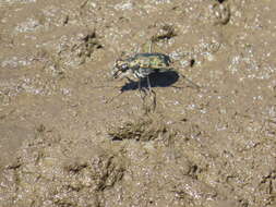 Plancia ëd Cicindela (Cicindelidia) trifasciata sigmoidea Le Conte 1851