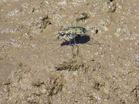 Plancia ëd Cicindela (Cicindelidia) trifasciata sigmoidea Le Conte 1851