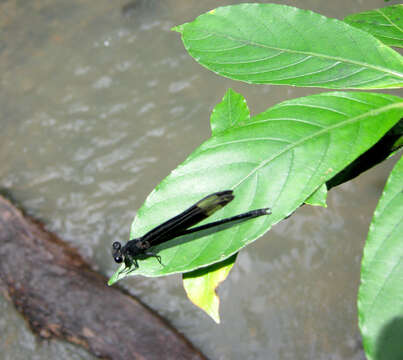 Image of Black Velvetwing