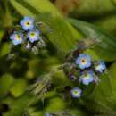 Image de Myosotis refracta subsp. refracta