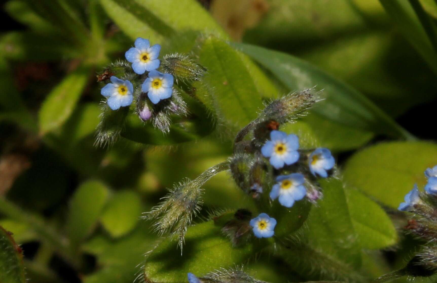 Image of Myosotis refracta subsp. refracta