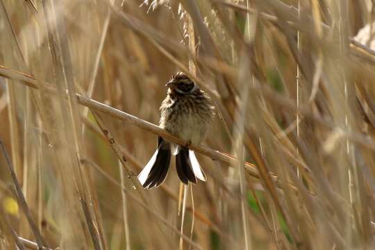 Image of Common Reed Bunting