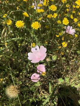 Слика од Malva hispanica L.