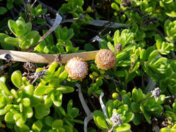 Слика од Leiocarpa supina (F. Müll.) Paul G. Wilson