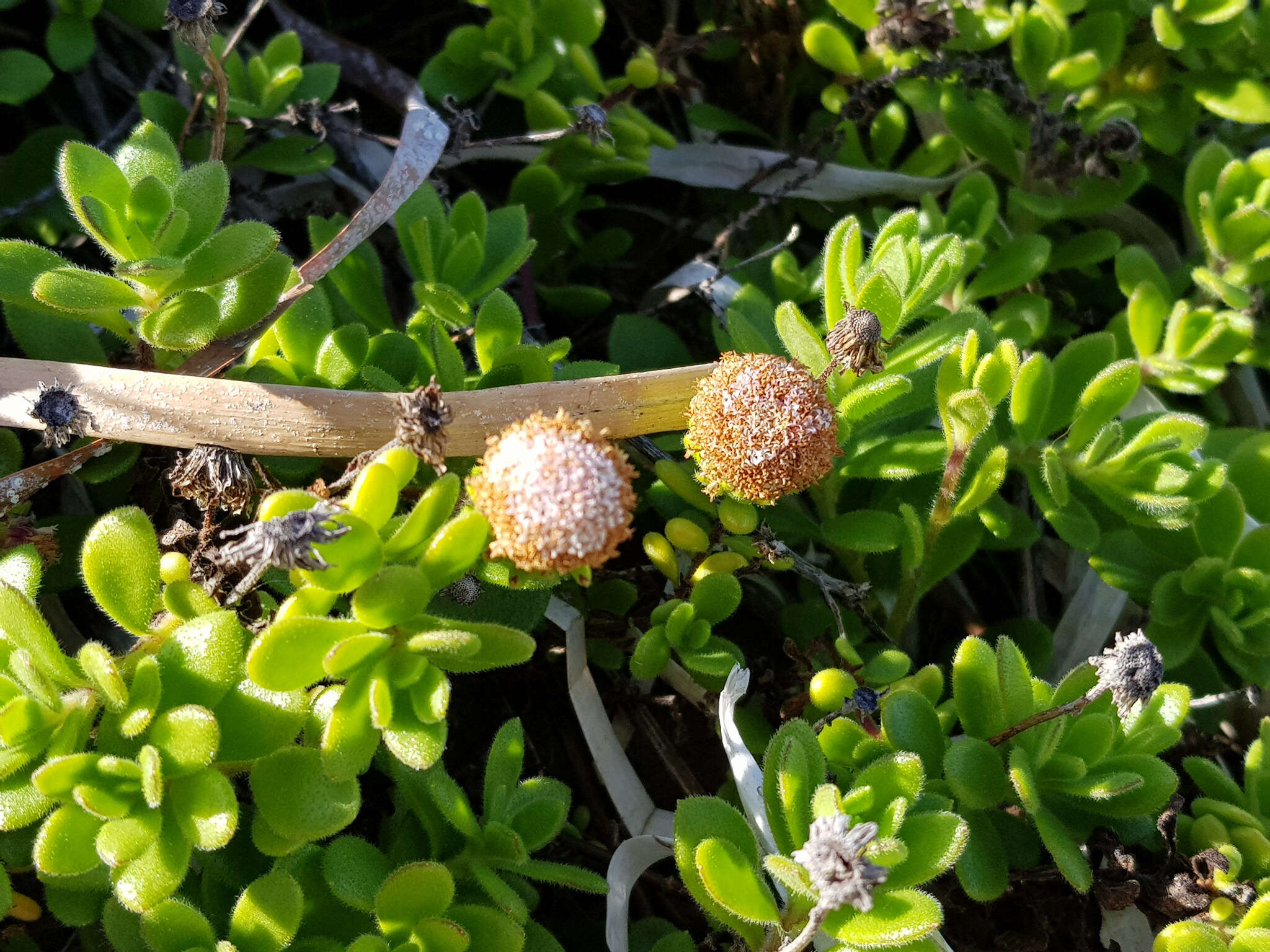 Слика од Leiocarpa supina (F. Müll.) Paul G. Wilson