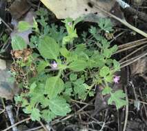 Image of variableleaf collomia