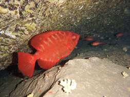 Image of Heteropriacanthus fulgens (Lowe 1838)