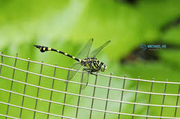 Image of Ictinogomphus pertinax (Hagen ex Selys 1854)