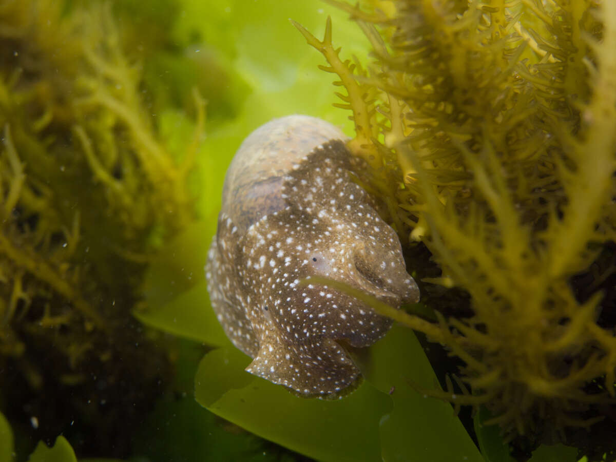 Image of Haminoea virescens (G. B. Sowerby II 1833)