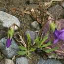 Image of Viola dissecta Ledeb.