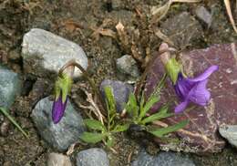 Imagem de Viola dissecta Ledeb.