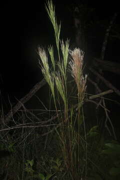 Sivun Andropogon bicornis L. kuva