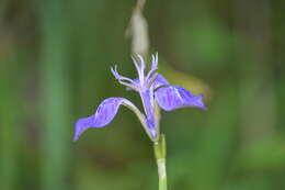 Image of Mastigostyla spathacea (Griseb.) Ravenna