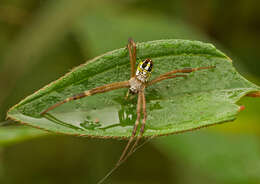 Image of Argiope catenulata (Doleschall 1859)