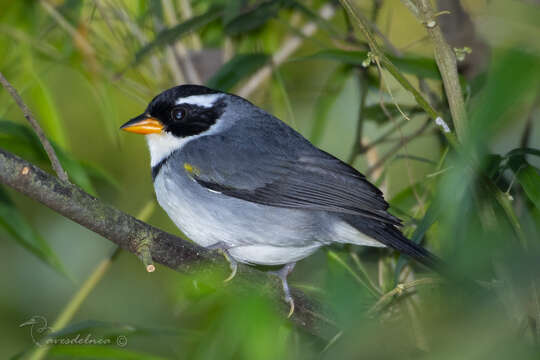 Imagem de Arremon flavirostris Swainson 1838