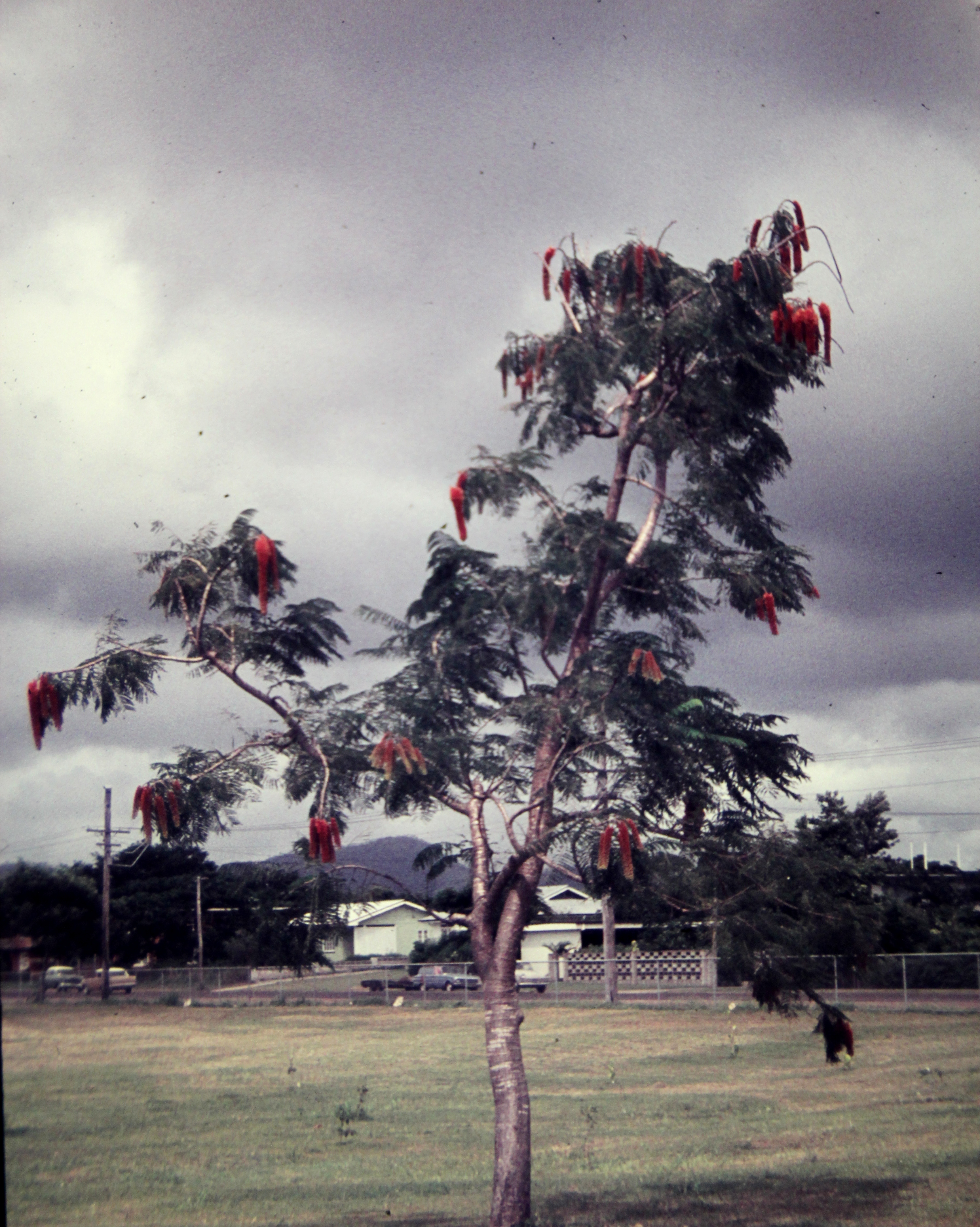 Colvillea racemosa (rights holder: Arthur Chapman)