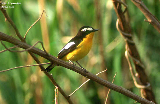 Image of Yellow-rumped Flycatcher