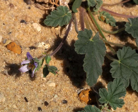 Sivun Erodium oxyrrhynchum M. Bieb. kuva