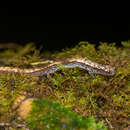 Image of Savage’s Worm Salamander