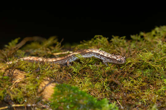 Image of Savage’s Worm Salamander