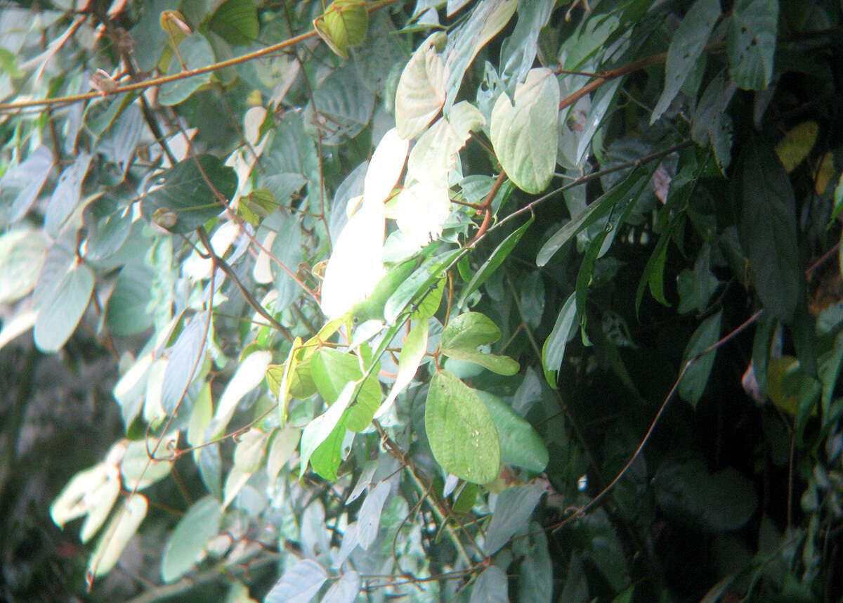 Image of Lesser Green Leafbird