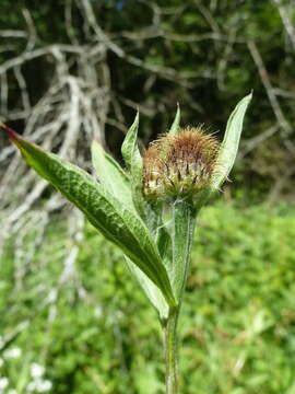 Image of Centaurea phrygia subsp. pseudophrygia (C. A. Mey.) Gugl.