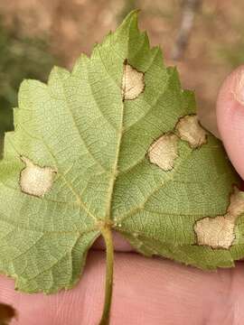 Phyllosticta ampelicida (Engelm.) Aa 1973 resmi