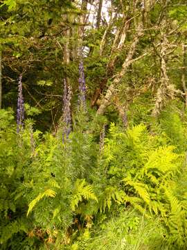 Слика од Aconitum napellus subsp. vulgare Rouy & Fouc.