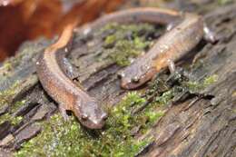 Image of Webster's Salamander