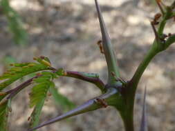 صورة Pseudomyrmex spinicola (Emery 1890)