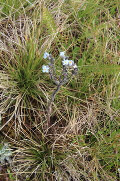 Image of Eritrichium caucasicum (Albov) Grossh.