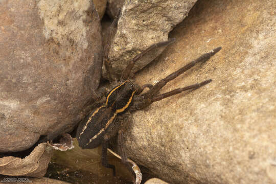 Image of Aglaoctenus oblongus (C. L. Koch 1847)