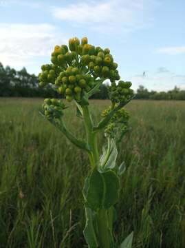 Plancia ëd Senecio doria L.