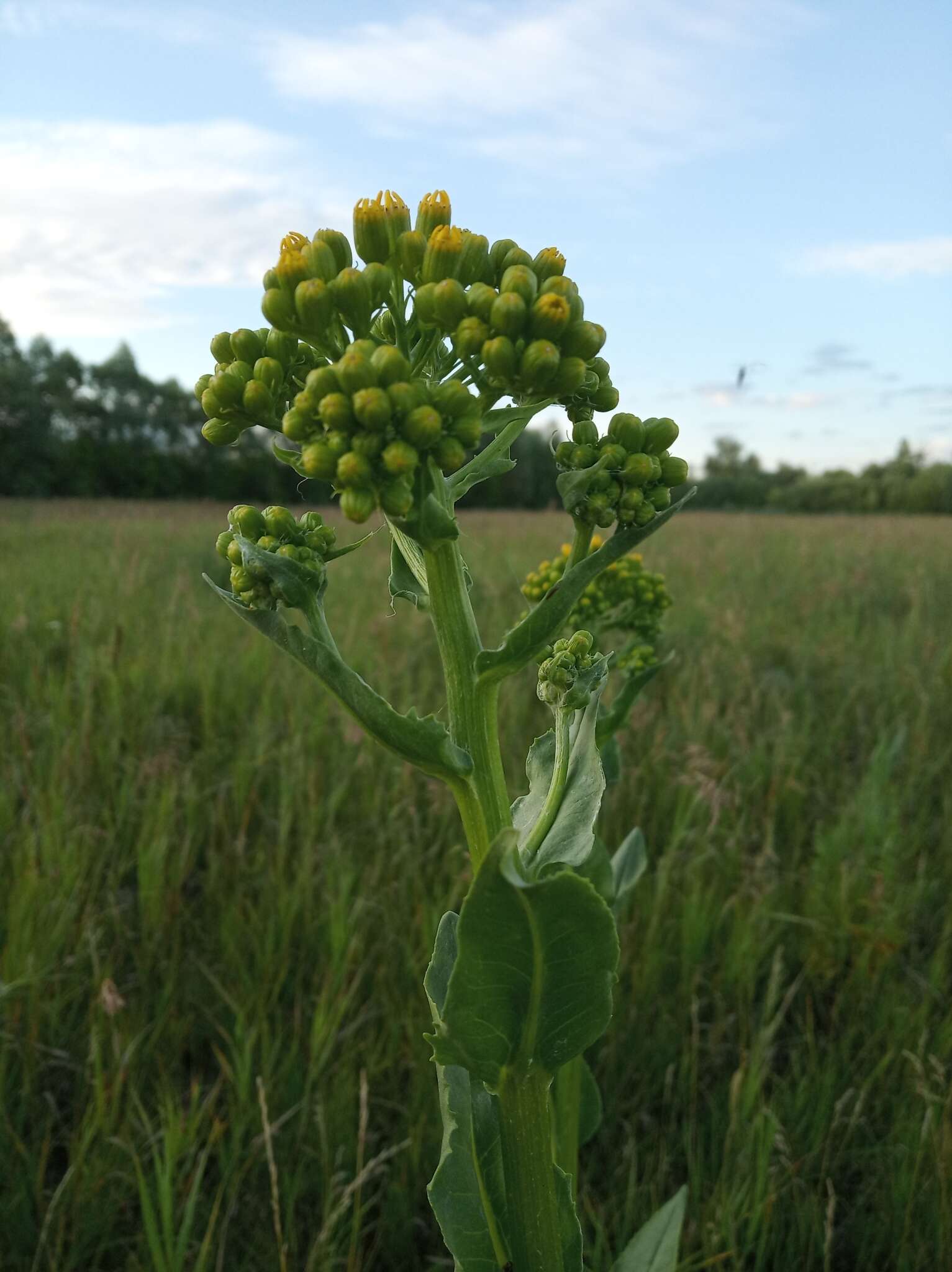 Plancia ëd Senecio doria L.