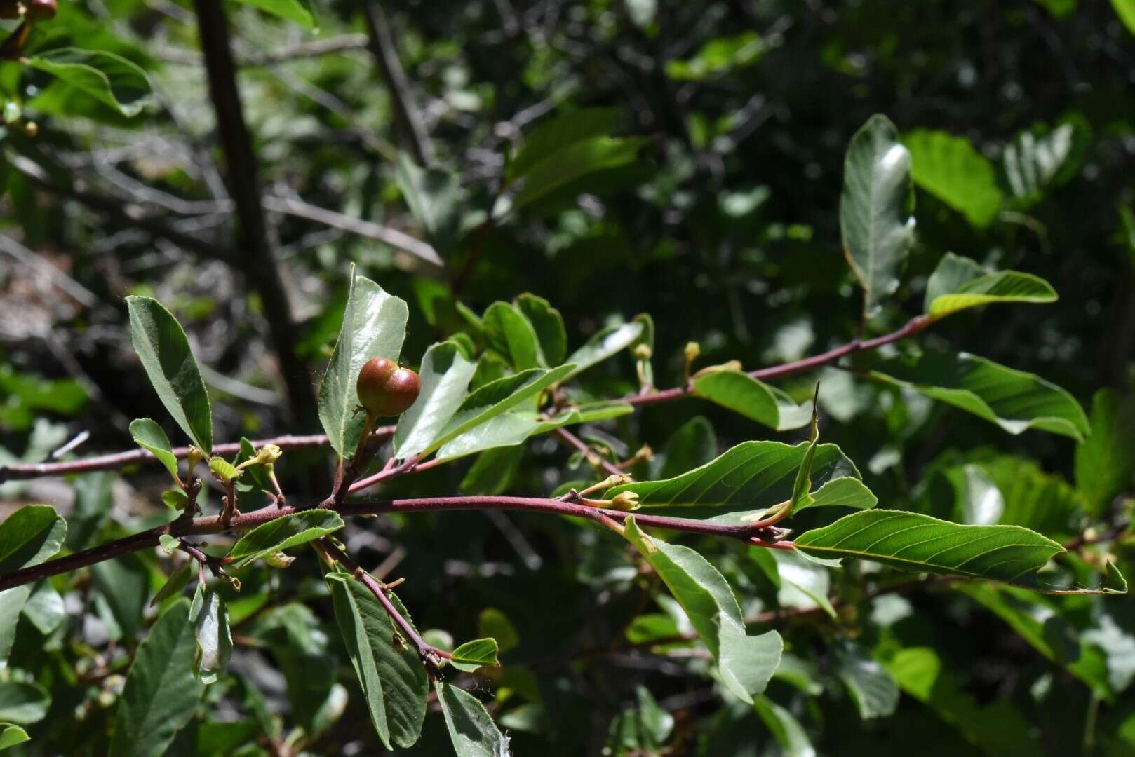 Image de Frangula rubra (Greene) Grubov