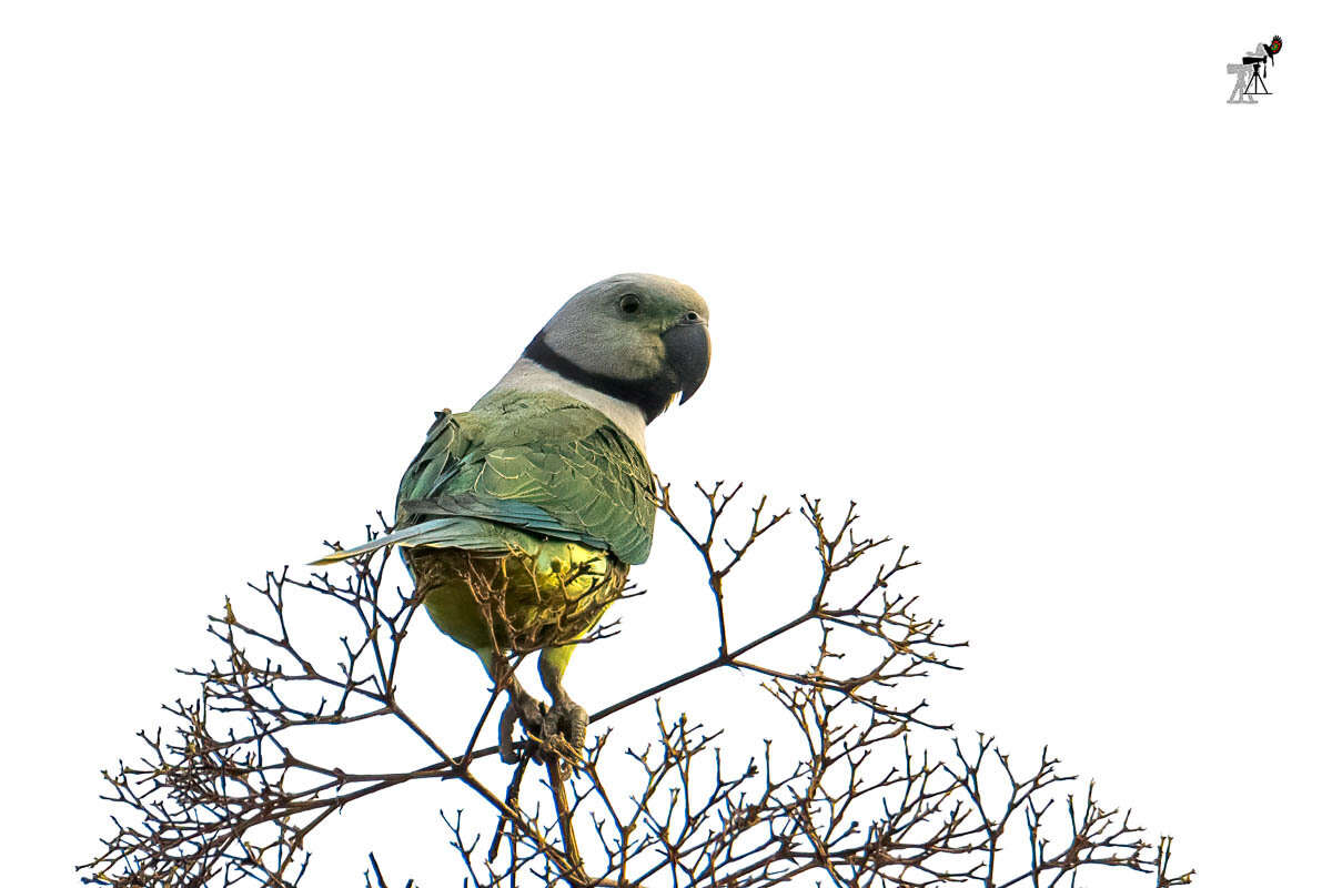 Image of Blue-winged Parakeet