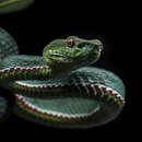 Imagem de <i>Trimeresurus yingjiangensis</i>