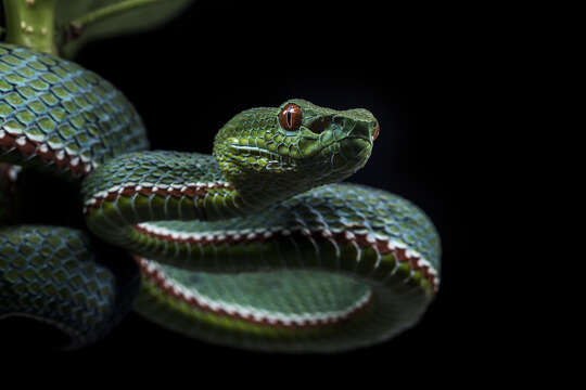 Image of <i>Trimeresurus yingjiangensis</i>