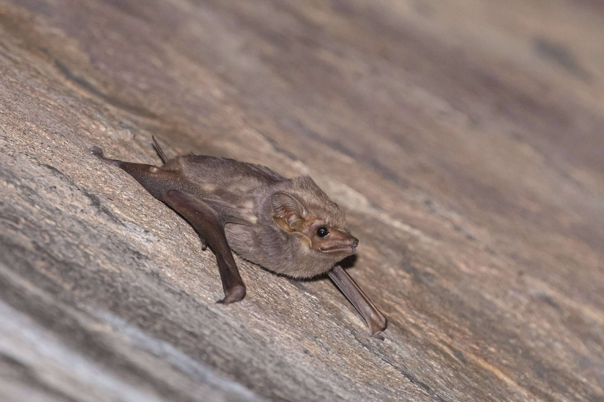 Image of Common Sheath-tailed Bat
